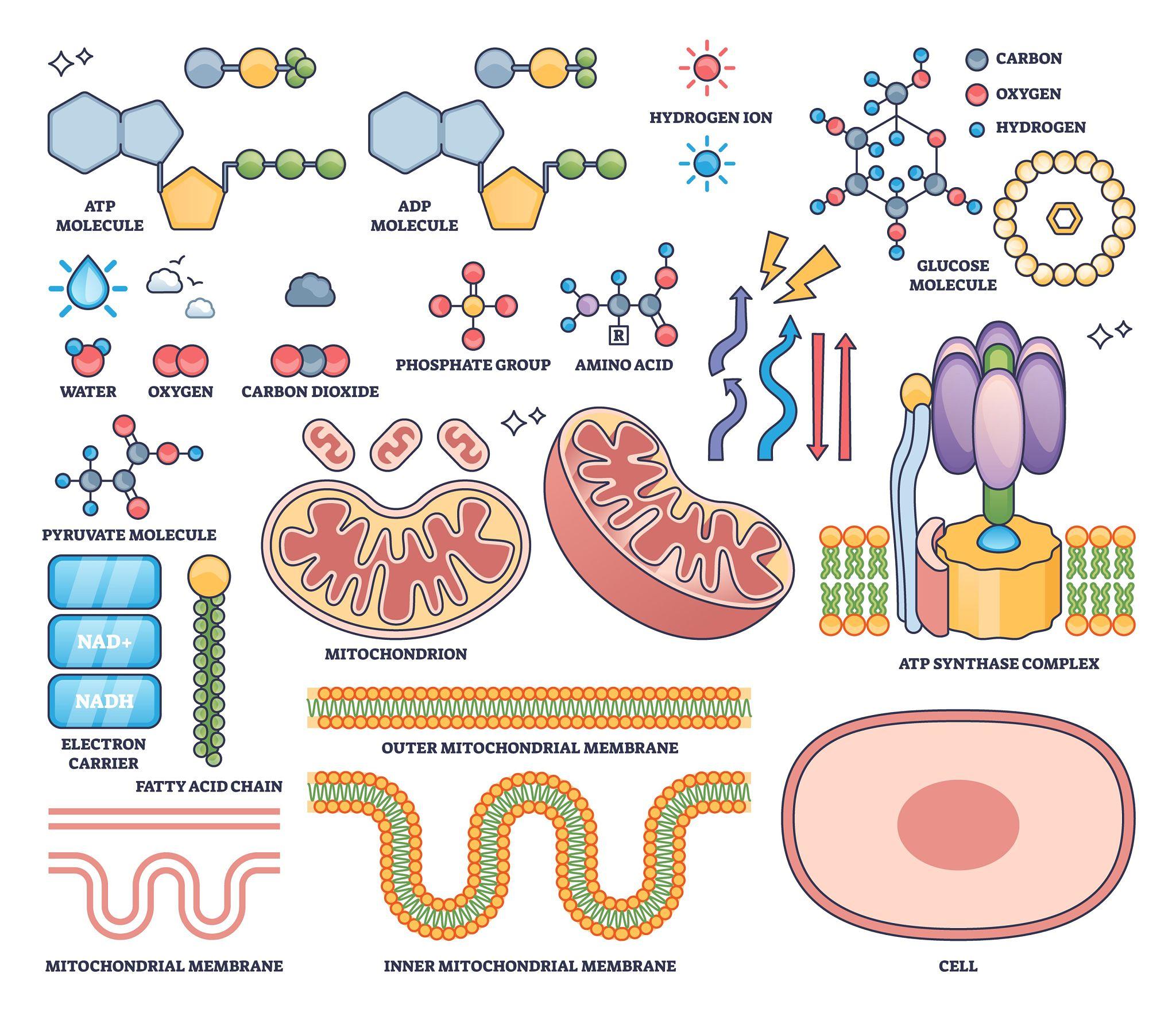 What Is NMN? The Science Behind the Hype and Why We Don't Recommend It